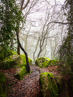 Mist-on-Killiney-Hill.jpg