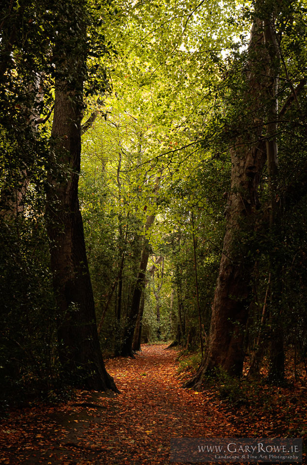 Autumn-Path,-Marlay.jpg