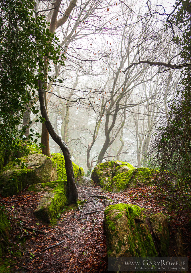 Mist-on-Killiney-Hill.jpg