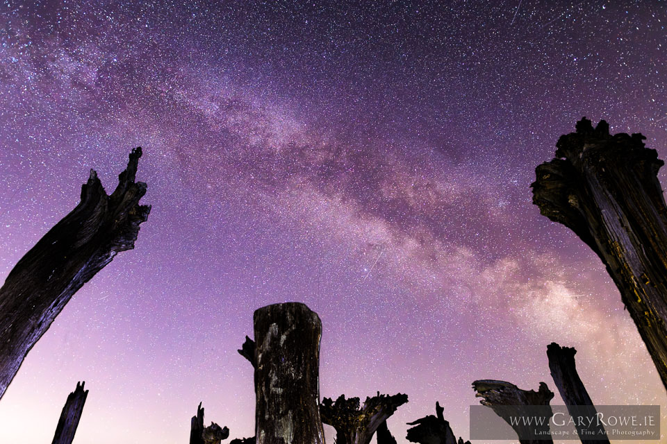 The-Milky-Way,-over-a-Bog-Forest.jpg