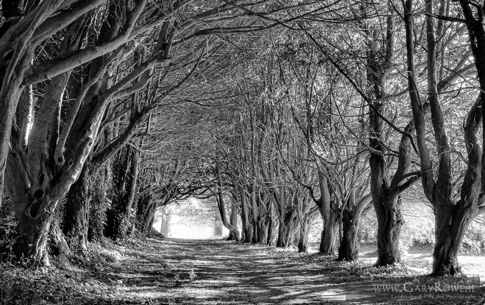 The_Monk's_Walk,_Kilruddery_House.jpg