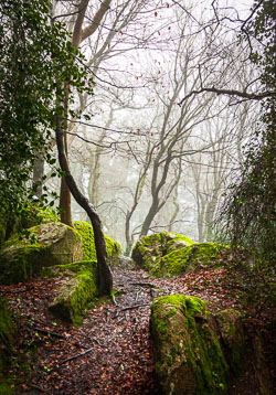 Mist-on-Killiney-Hill.jpg