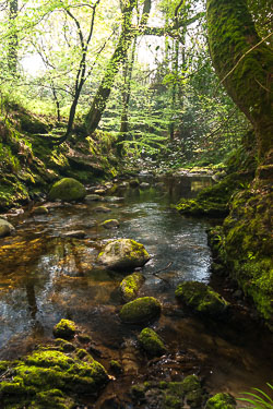 Landscaped by Nature