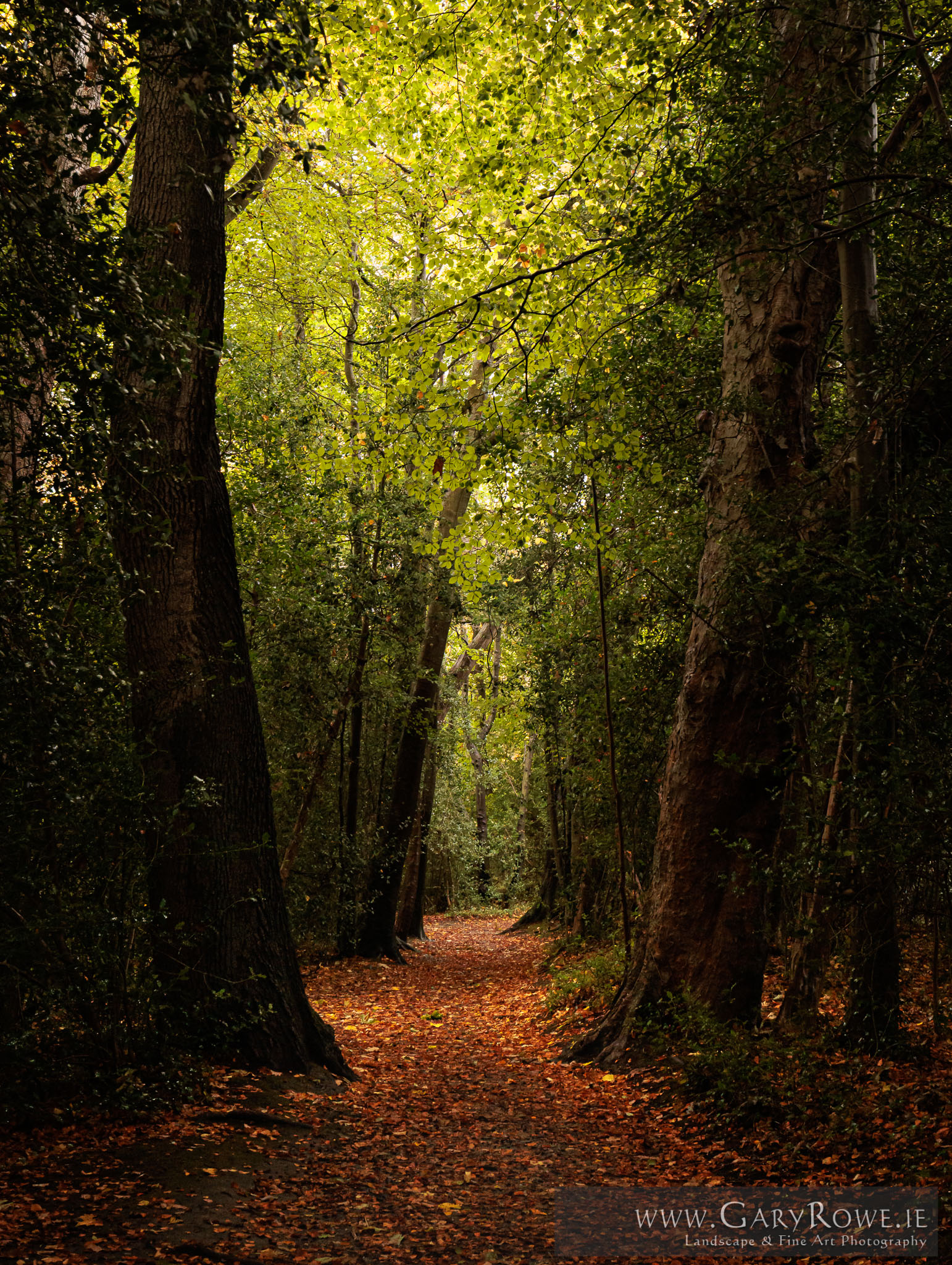 Autumn-Path,-Marlay.jpg