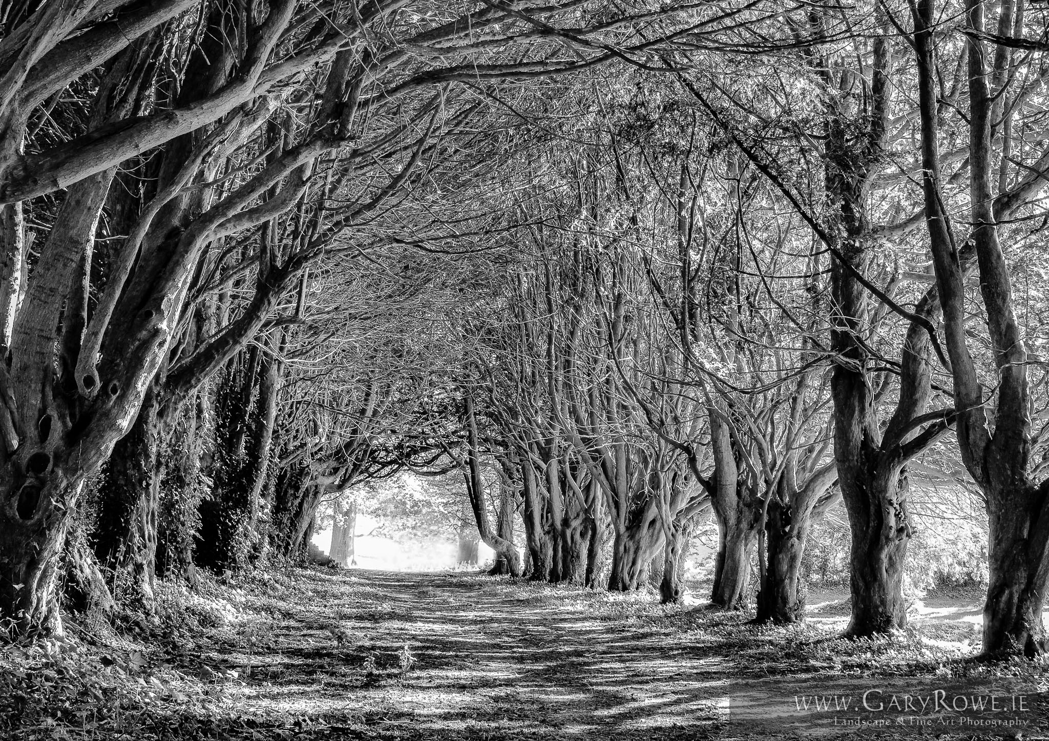 The_Monk's_Walk,_Kilruddery_House.jpg