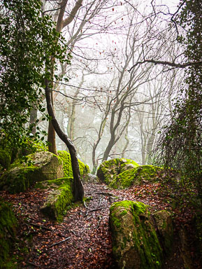 Mist-on-Killiney-Hill.jpg