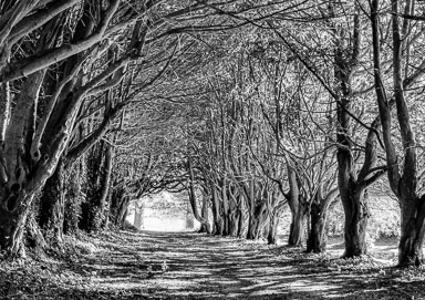 The_Monk's_Walk,_Kilruddery_House.jpg