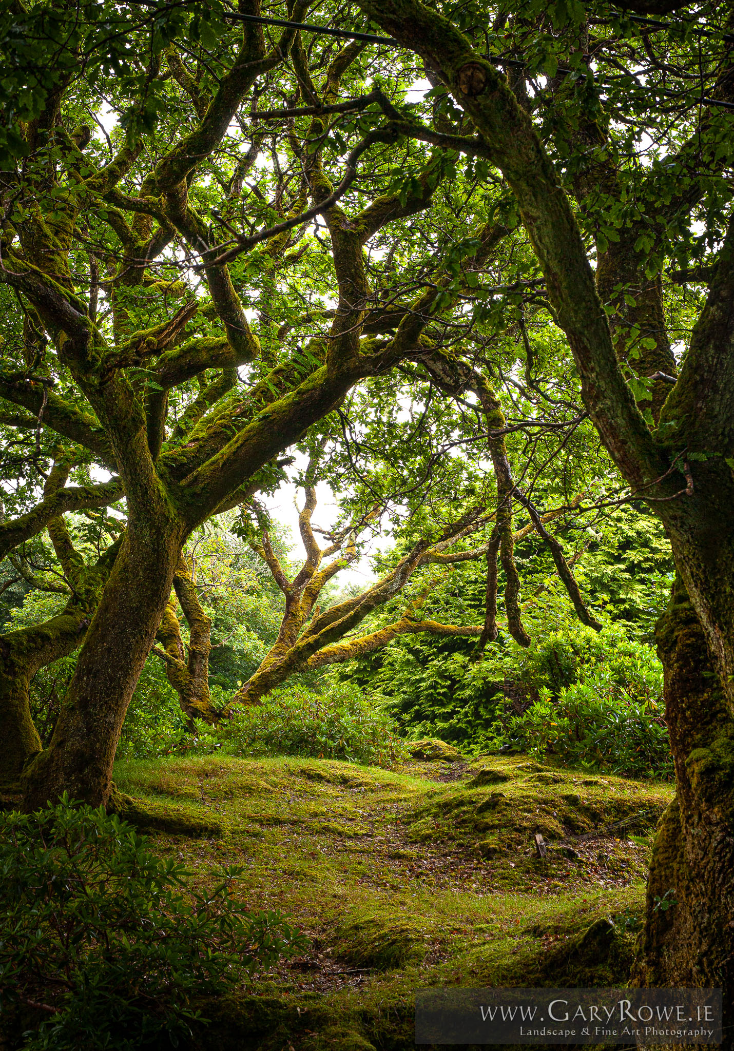 Trees-at-Ballynahinch.jpg