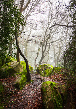 Mist-on-Killiney-Hill.jpg