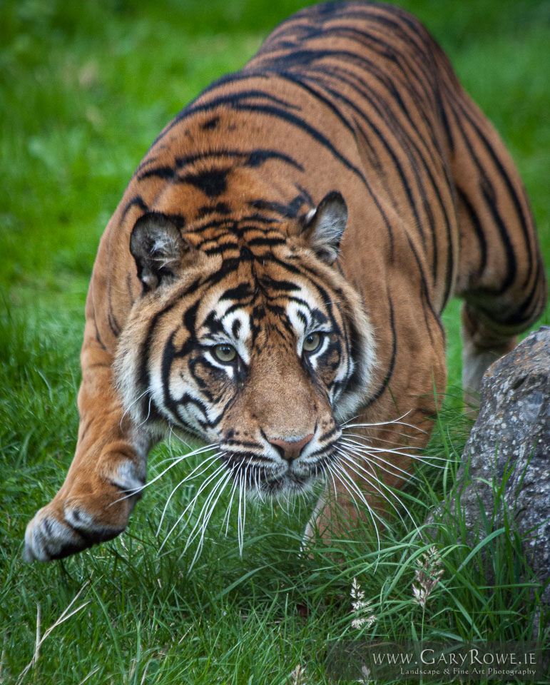 Dublin-Zoo.jpg