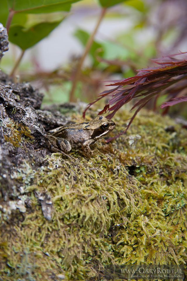 Frog-at-the-National-Garden-Centre.jpg