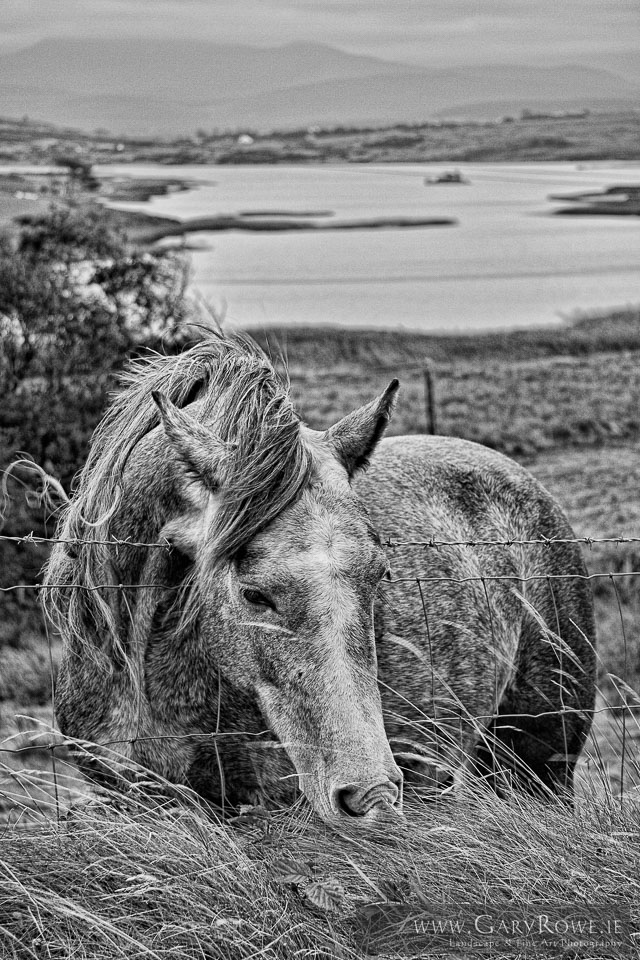 Horse_near_Claddaduff,_Connamara-Edit.jpg