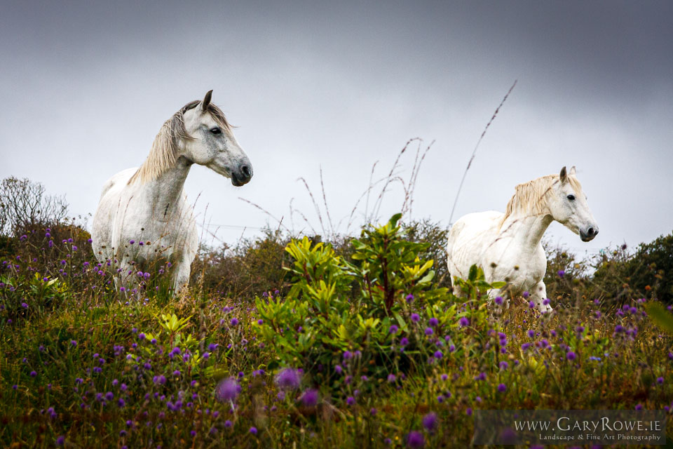 Horses-near-Claddaduff.jpg