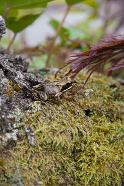 Frog-at-the-National-Garden-Centre.jpg