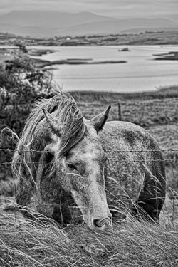 Horse_near_Claddaduff,_Connamara-Edit.jpg