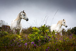 Horses-near-Claddaduff.jpg