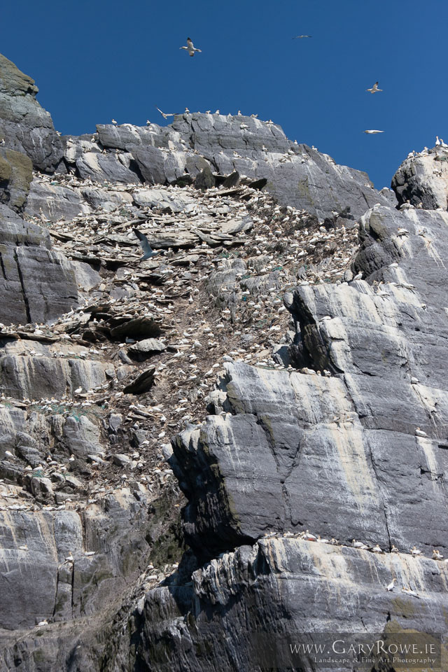 Birds-on-Little-Skellig,-Co.jpg