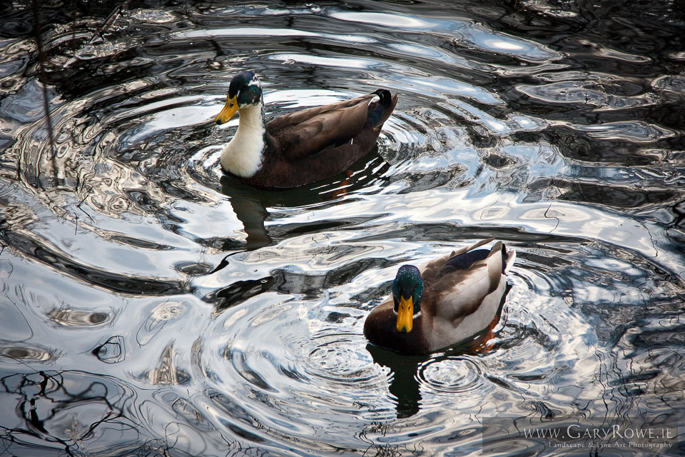 Ducks-at-Marley.jpg