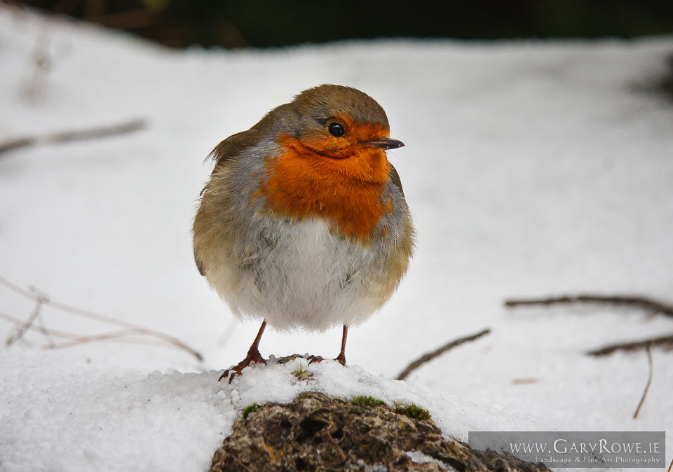 Powerscourt_-_In_the_Snow_2010-01-06_-_Gary_Rowe_-_010.jpg