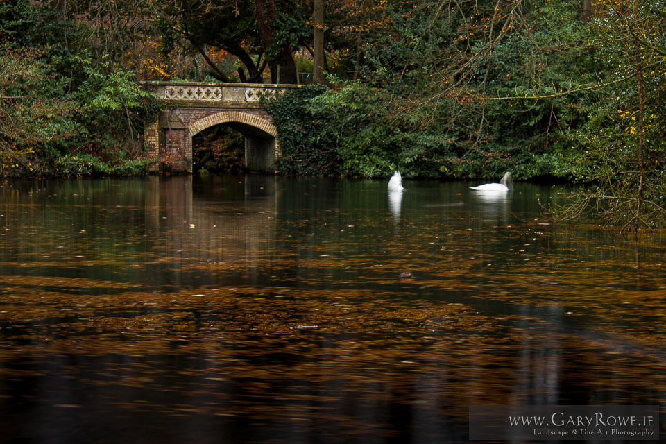 Swans-at-Marley-Park.jpg