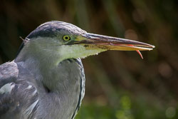 A-Hot-Heron.jpg