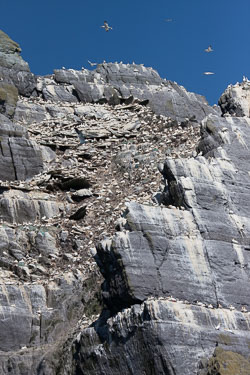 Birds-on-Little-Skellig,-Co.jpg