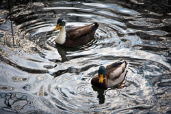 Ducks-at-Marley.jpg
