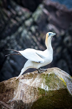 Gannet-at-the-Saltees.jpg