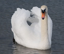 Swan-in-Greystones-Harbour.jpg