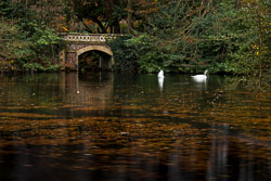 Swans-at-Marley-Park.jpg