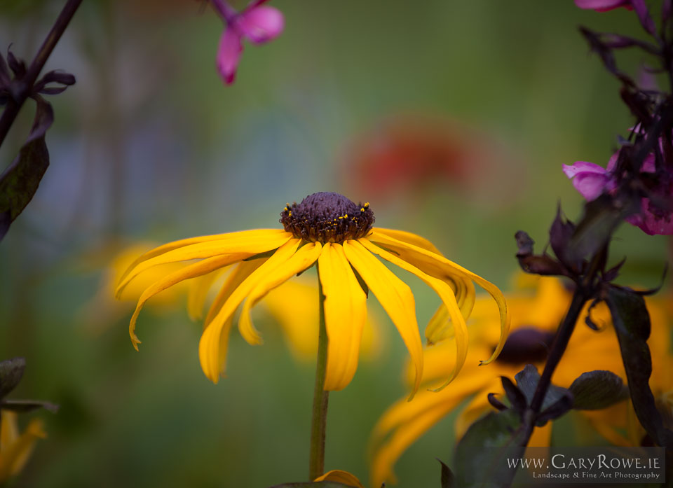 Beside-the-Flower-stall,-in-the-Park.jpg